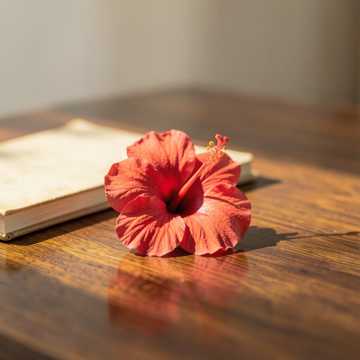 歌曲的封面SEÑO ROSARIO