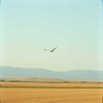 คัฟเวอร์เพลง fly