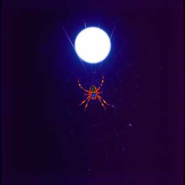 Cover of the song ARAÑA
