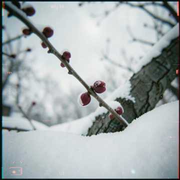 Cover of the song Вишня...