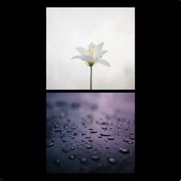 노래 표지 Ledys Mi Prima del Alma