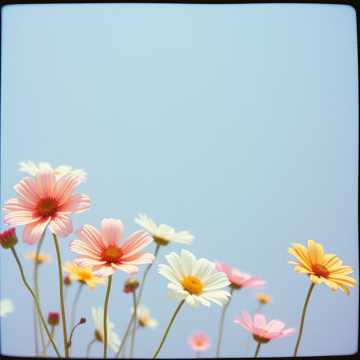 Cover des Liedes София