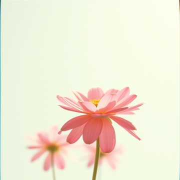 歌曲的封面La Forza della Gentilezza