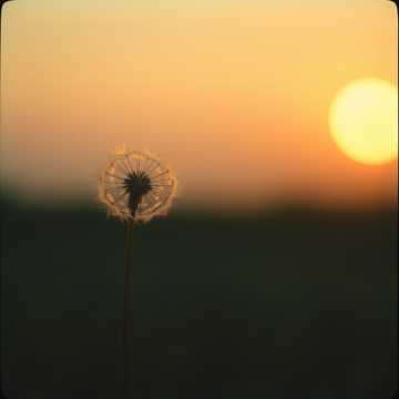 曲のカバー Maskrosbarn