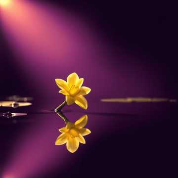 غلاف الاغنية El Narciso