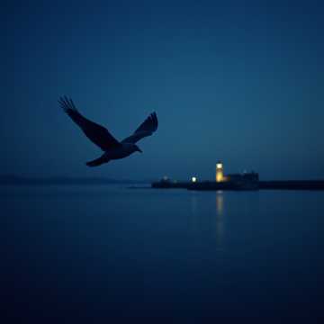 노래 표지 Tam, gdzie lecą ptaki