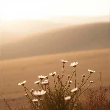 노래 표지 Horizonte cinza